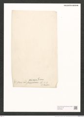 Nitzschia eximia Grun. (de-Toni-Nr.: Genus 47, Species 2084) Zeichnungen Sammlung Grunow (NHMW-BOT-W0372006)